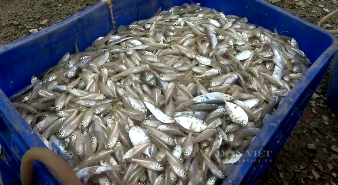 Bà Rịa-Vũng Tàu: Làng nuôi cá lồng bè “ôm” 400 tấn cá đặc sản vì thiếu mỗi giấy này - Ảnh 4.