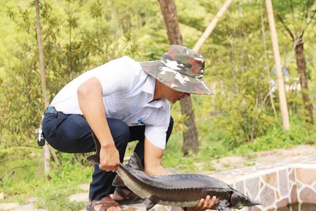 TT-Huế: Nuôi cá lạ toàn con to bự ở vùng cao A Lưới, ai nhìn thấy cũng muốn xem hình thù thế nào - Ảnh 1.