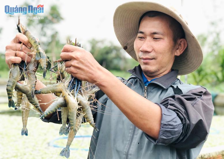 Lạ mà hay: Anh nông dân Quảng Ngãi nuôi tôm càng xanh trong bể xi măng - Ảnh 1.