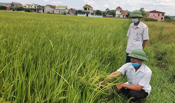 Quảng Bình: &quot;Lúa 2 tầng&quot; là lúa gì, vì sao lúa này xuất hiện trên đồng nông dân ở đây lại lo sốt vó? - Ảnh 2.