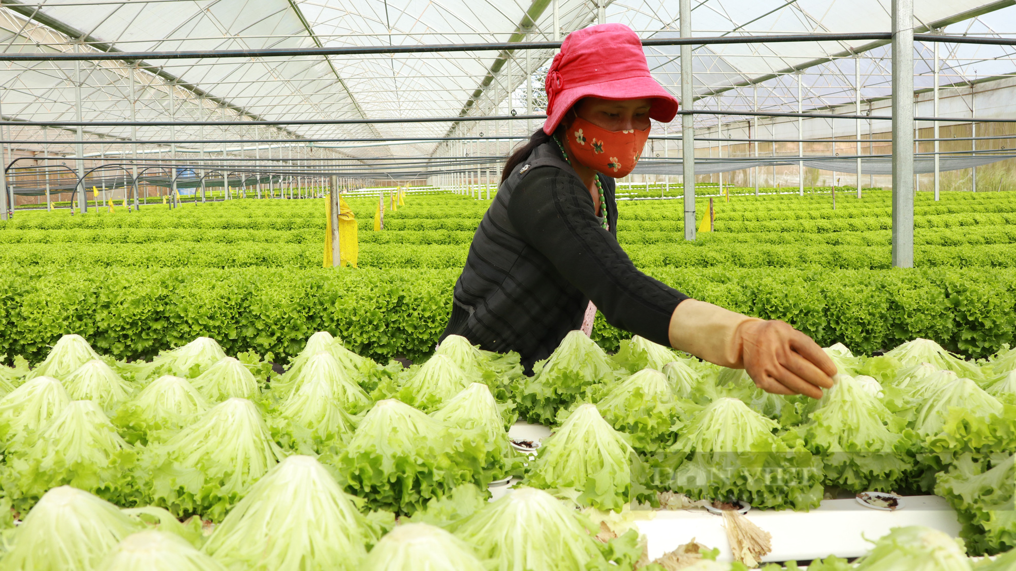 Dân “kêu khó”, Lâm Đồng triển khai nhiều biện pháp thúc đẩy sản xuất, kinh doanh trong mùa dịch - Ảnh 4.