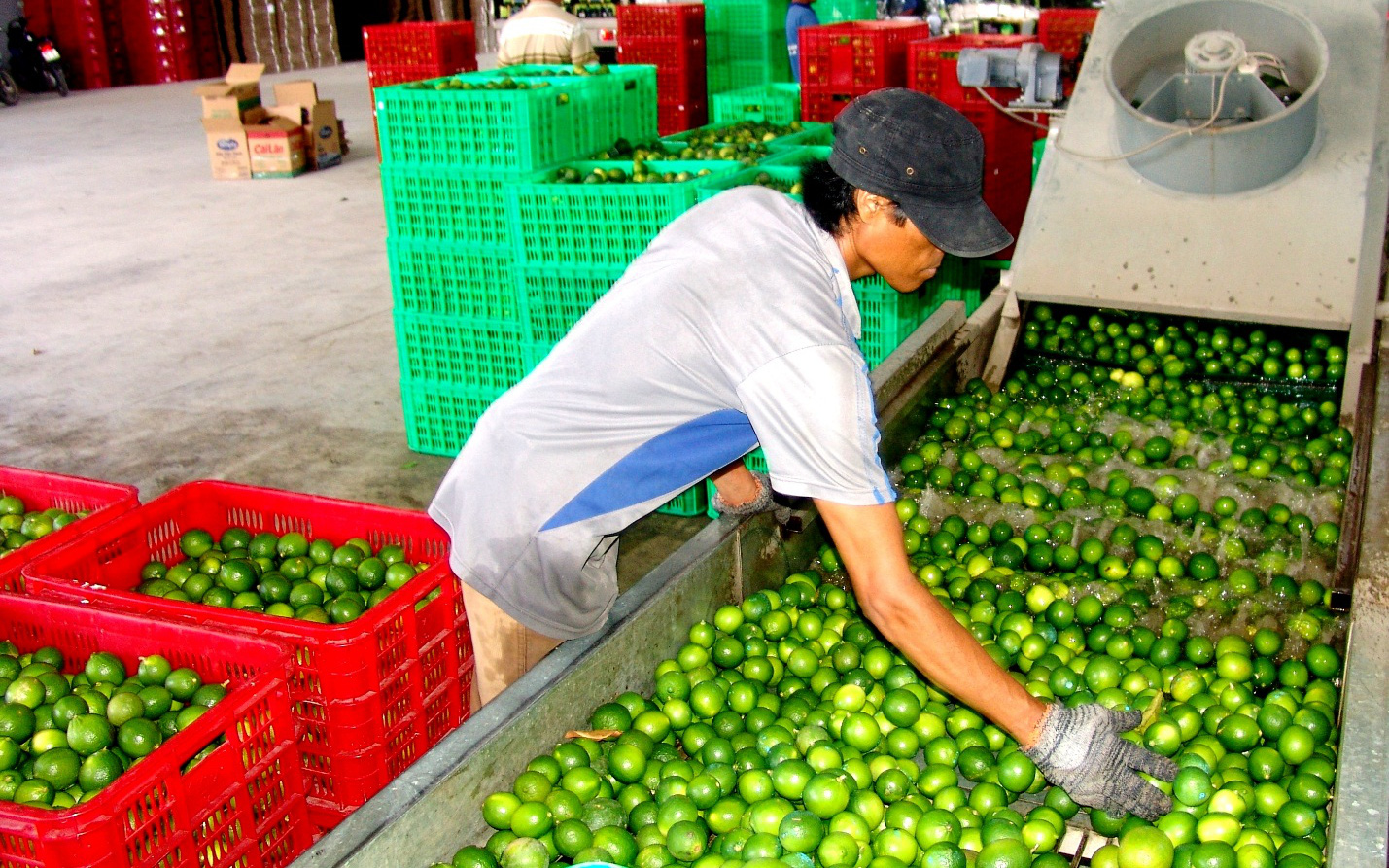 Liên minh Hợp tác xã Việt Nam triển khai chương trình 503 kết nối cung- cầu tiêu thụ nông sản - Ảnh 1.