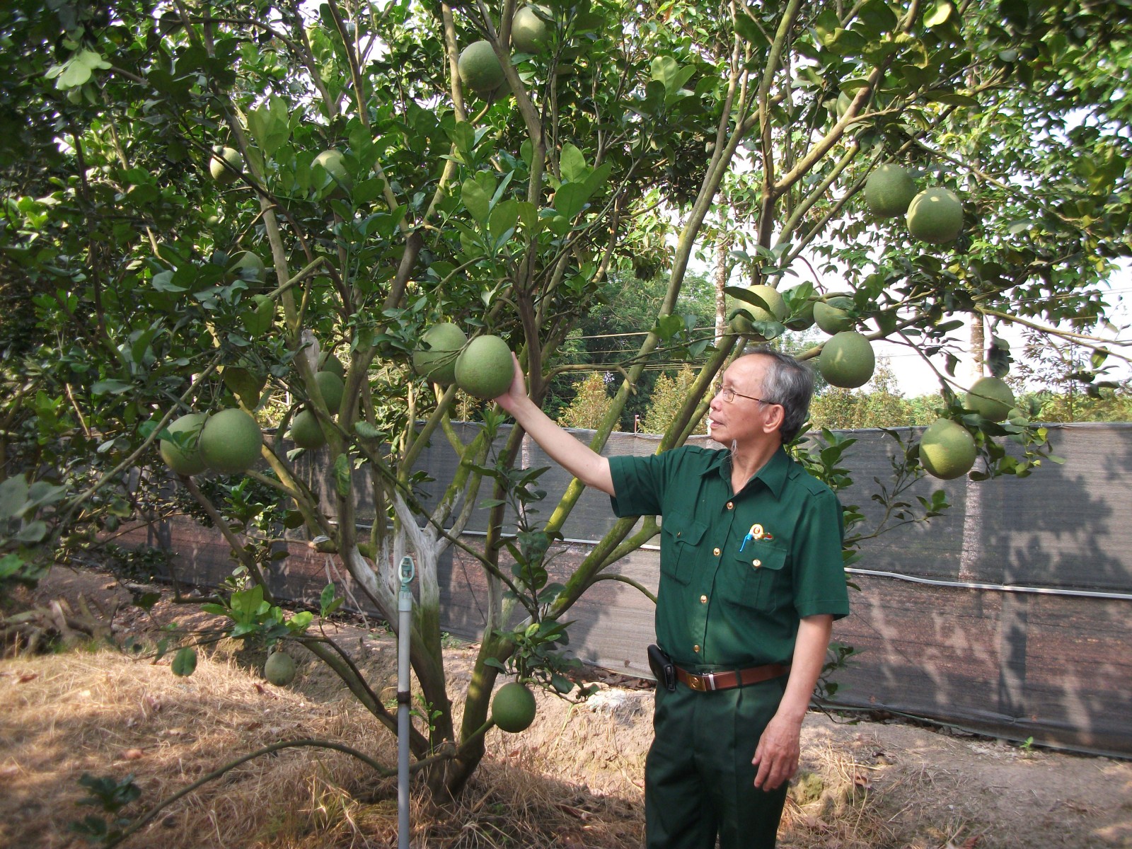 Phước Hoà-xã có nhiều tỷ phú nông dân, tỷ phú trồng bưởi được Chủ tịch nước tặng Huân chương Lao động - Ảnh 1.
