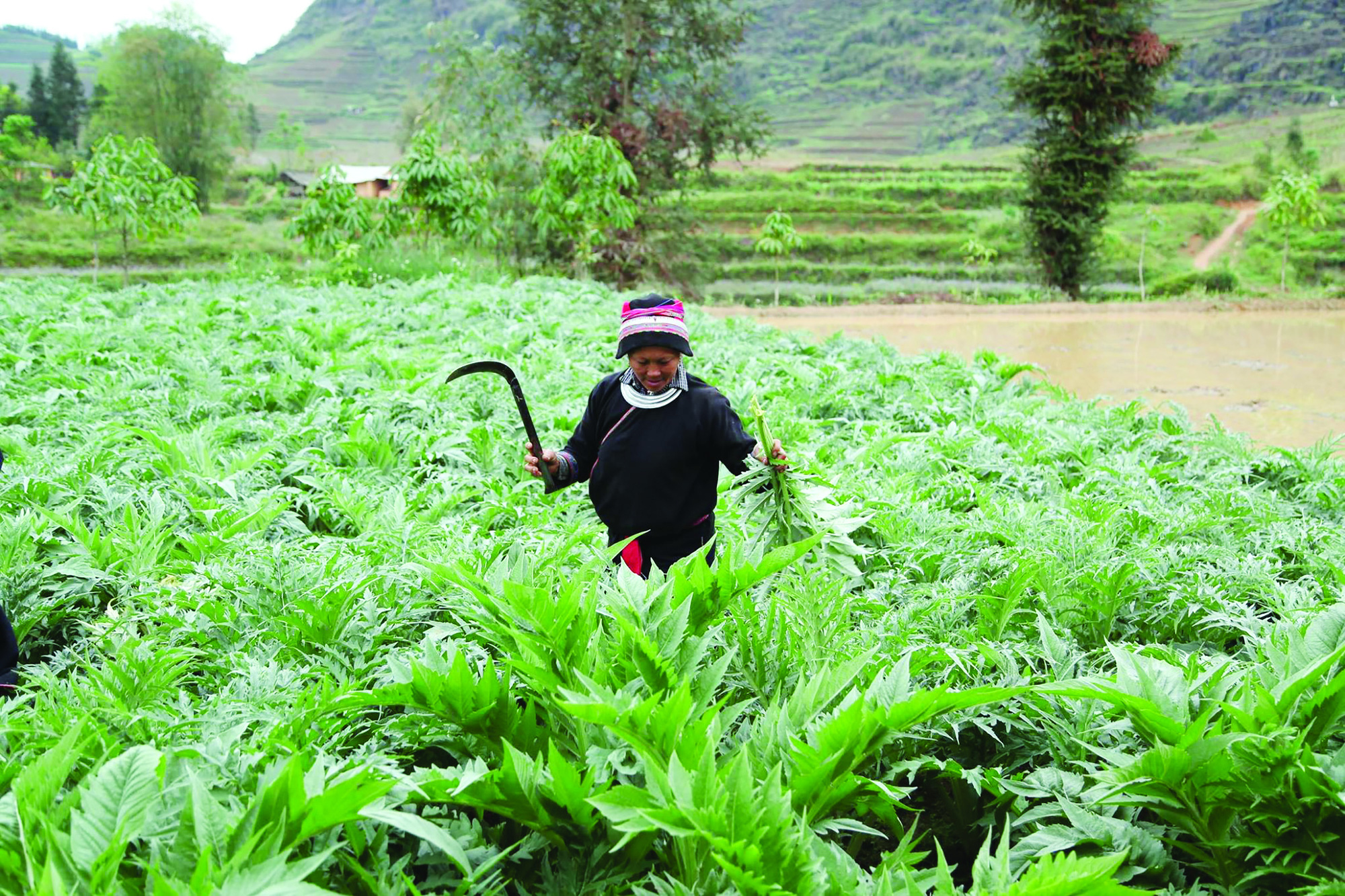 Người Dao ở Nặm Đăm làm du lịch, trồng cây dược liệu thu tiền tỷ - Ảnh 3.