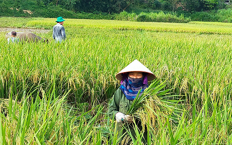 Hòa Bình: Nói cấy lúa ai cũng cho là dễ, nhưng cấy ra lúa sạch mới là khó, ăn bát cơm ngon hơn hẳn