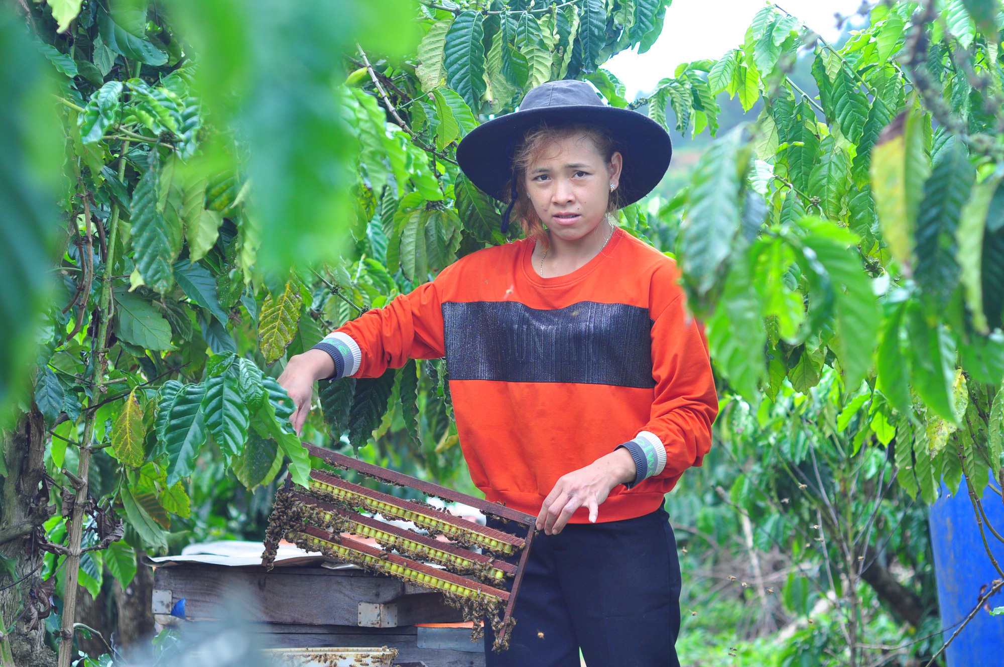 Chồng người Kinh, vợ người Cil nuôi ong an toàn sinh học, kiếm hơn trăm triệu mỗi năm - Ảnh 3.