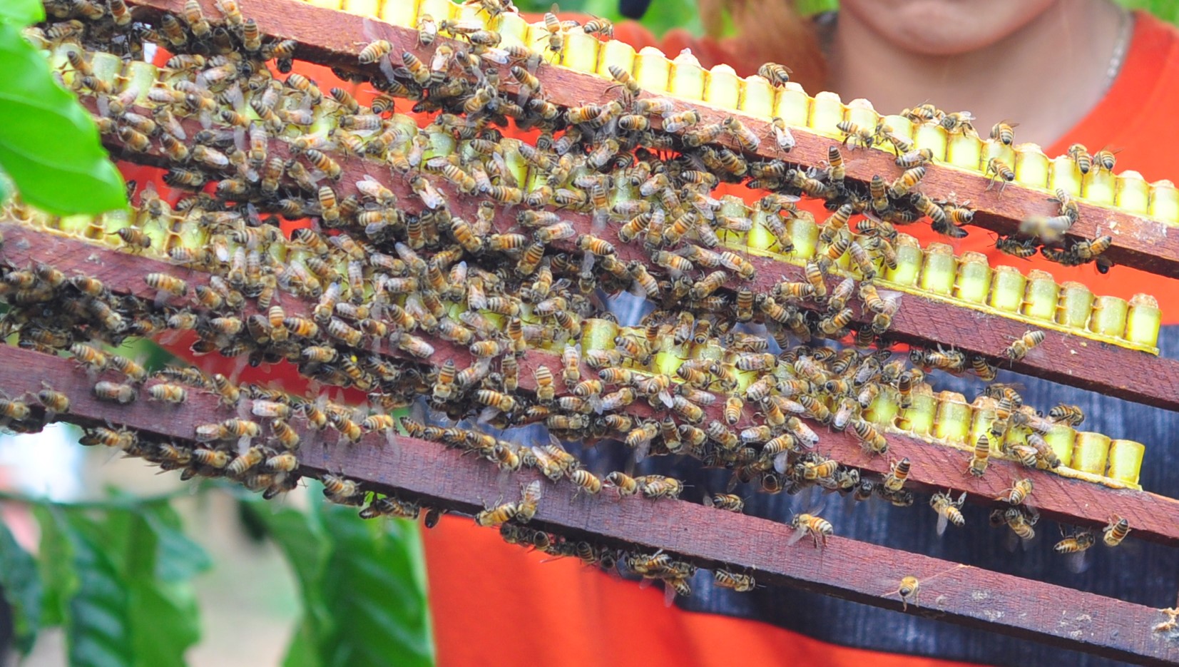 Chồng người Kinh, vợ người Cil nuôi ong an toàn sinh học, kiếm hơn trăm triệu mỗi năm - Ảnh 4.