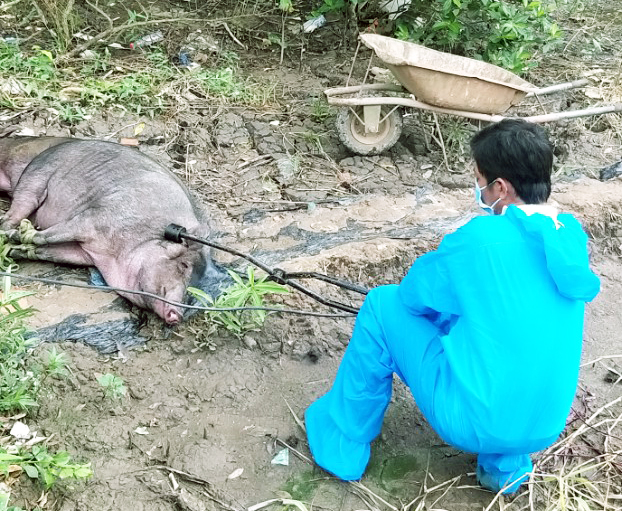 Cà Mau: Hơn 13 tấn heo phải tiêu hủy vì mắc dịch tả heo Châu Phi - Ảnh 3.