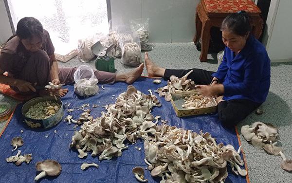 Người dân xã Bàu Trâm, TP.Long Khánh không thuê nhân công mà tự tay tự thu hoạch nấm bào ngư, nhằm giảm chi phí sản xuất. Ảnh: Hồng Hà