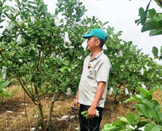 Phước Hoà-xã có nhiều tỷ phú nông dân, tỷ phú trồng bưởi được Chủ tịch nước tặng Huân chương Lao động - Ảnh 2.