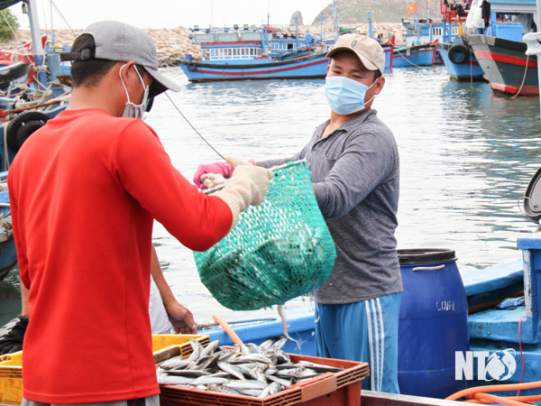 Ninh Thuận: Ngư dân trúng đậm vụ cá nam, có ghe sau 1 đêm ra biển bắt được 400-500 giỏ cá, lời 40 triệu - Ảnh 1.