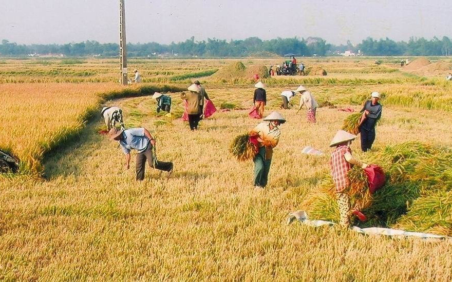 “Bí kíp” để nông dân Bình Định thắng lớn vụ hè thu