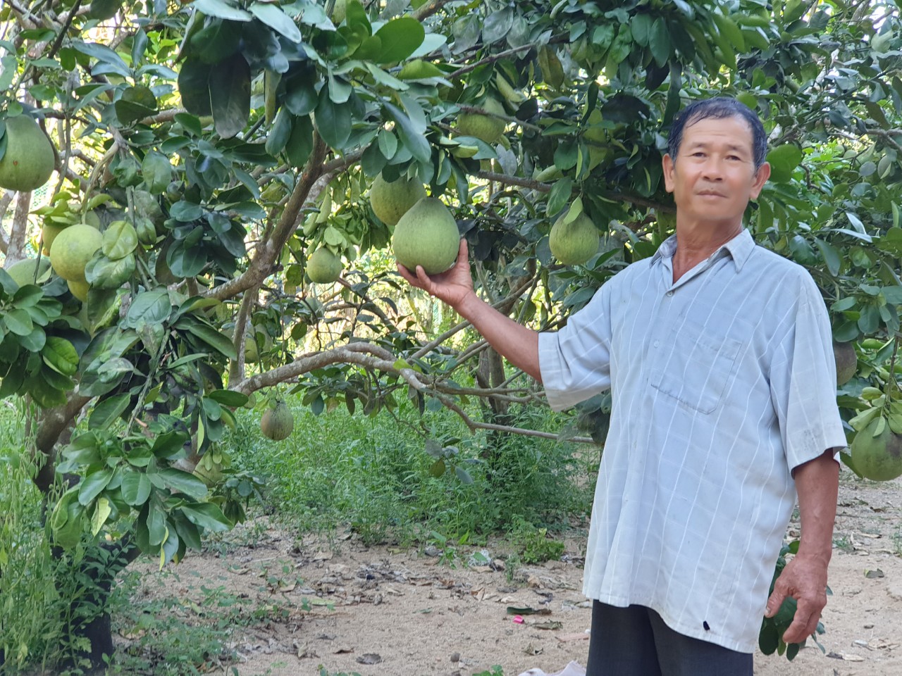 Phú Yên: Trồng vườn cây ăn trái đặc sản bán cho siêu thị lớn, ông nông dân này khá giả hẳn lên - Ảnh 1.