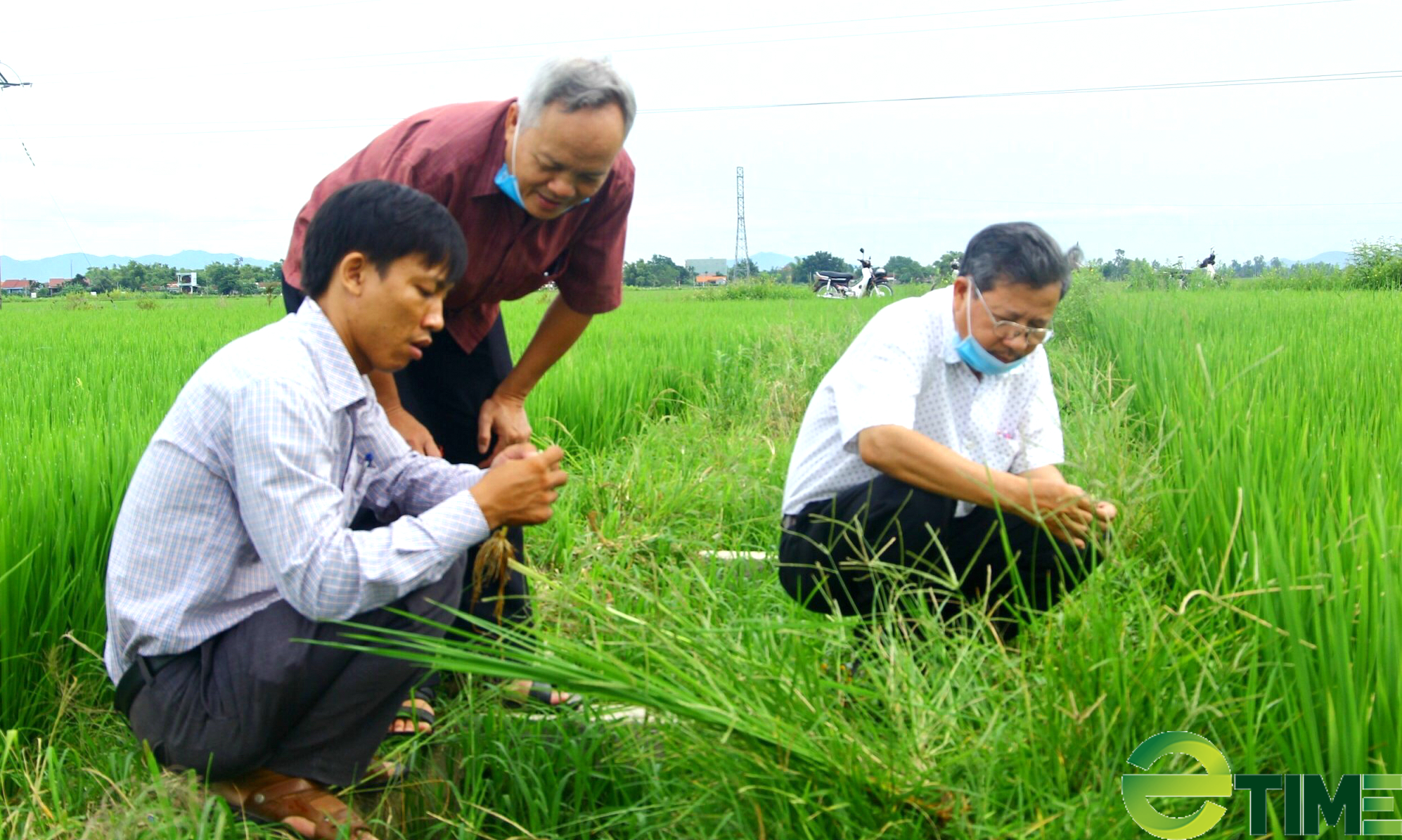 “Bí kíp” để nông dân Bình Định thắng lớn vụ hè thu - Ảnh 1.