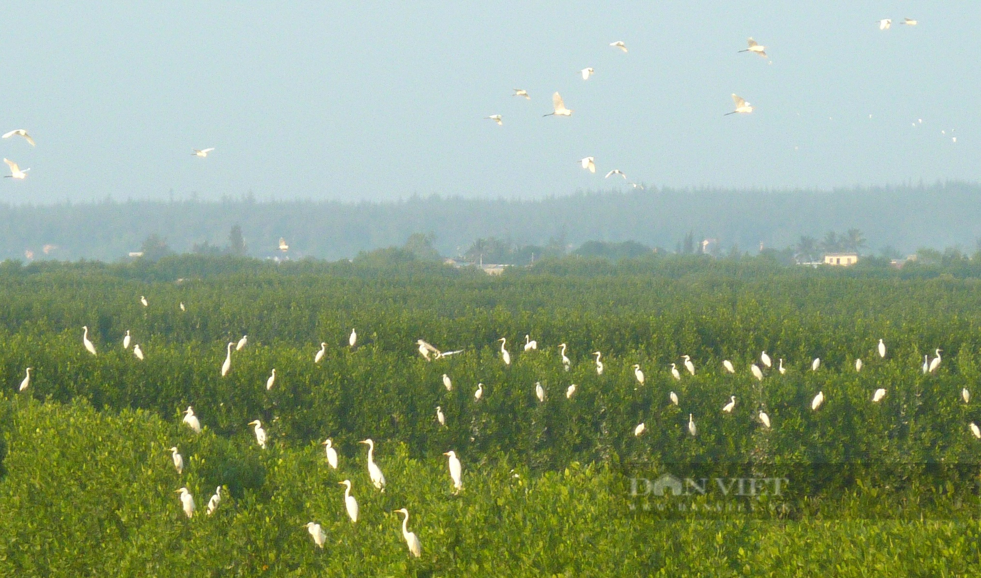 “Điều ít biết” khu rừng mọc dưới nước ở Bình Định, chim cò… về đậu trắng cả vùng đầm - Ảnh 1.