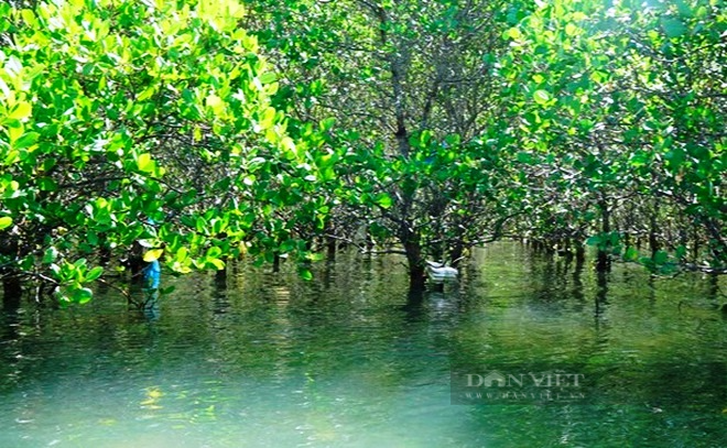 “Điều ít biết” khu rừng mọc dưới nước ở Bình Định, chim cò… về đậu trắng cả vùng đầm - Ảnh 3.