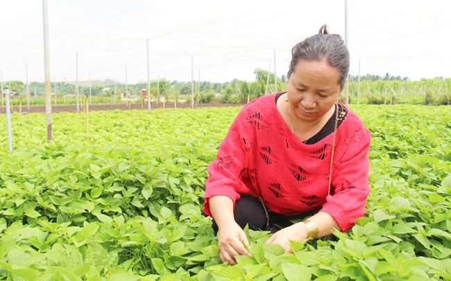 Đồng Nai: Khó tìm mua lưới, cước vì là hàng không thiết yếu, vào vụ trồng rau mới, nông dân làm thế nào?