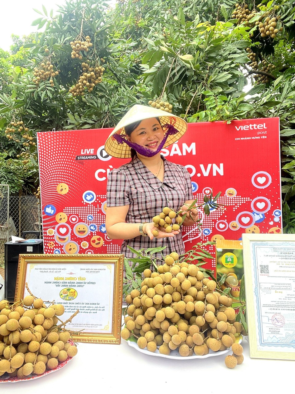 Ra vườn nhãn livestream, nông dân Hưng Yên bán hàng chục tấn nhãn lồng đặc sản - Ảnh 2.