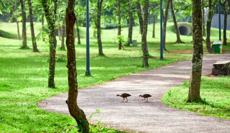 Khu đô thị cách hồ Hoàn Kiếm 14km có thiên nga, vịt trời đi lại tự do trên đường - Ảnh 7.