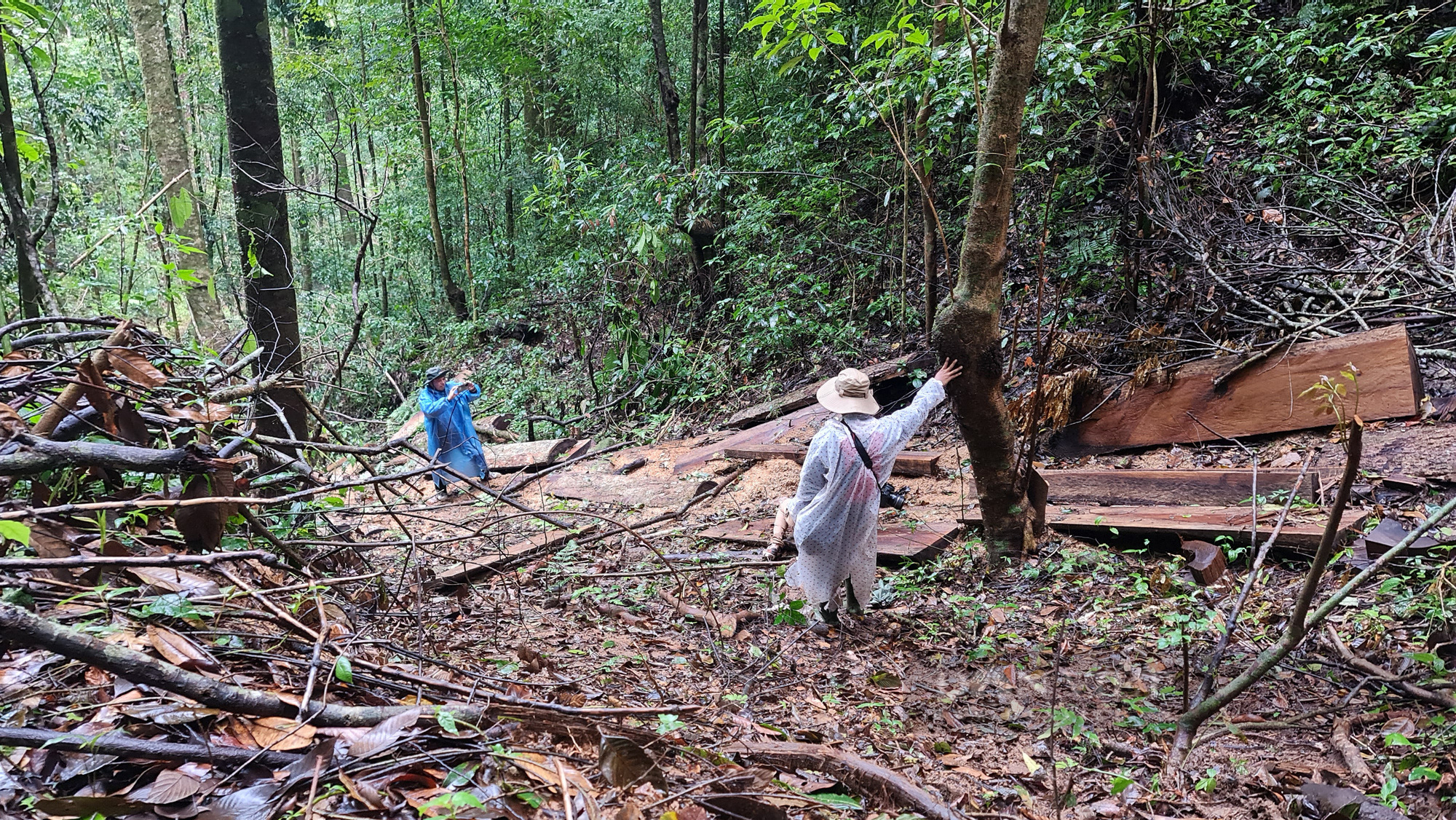 Lâm Đồng: Hiện trường vụ “tàn sát” rừng dổi tự nhiên ở khu vực giáp ranh của 3 huyện - Ảnh 1.