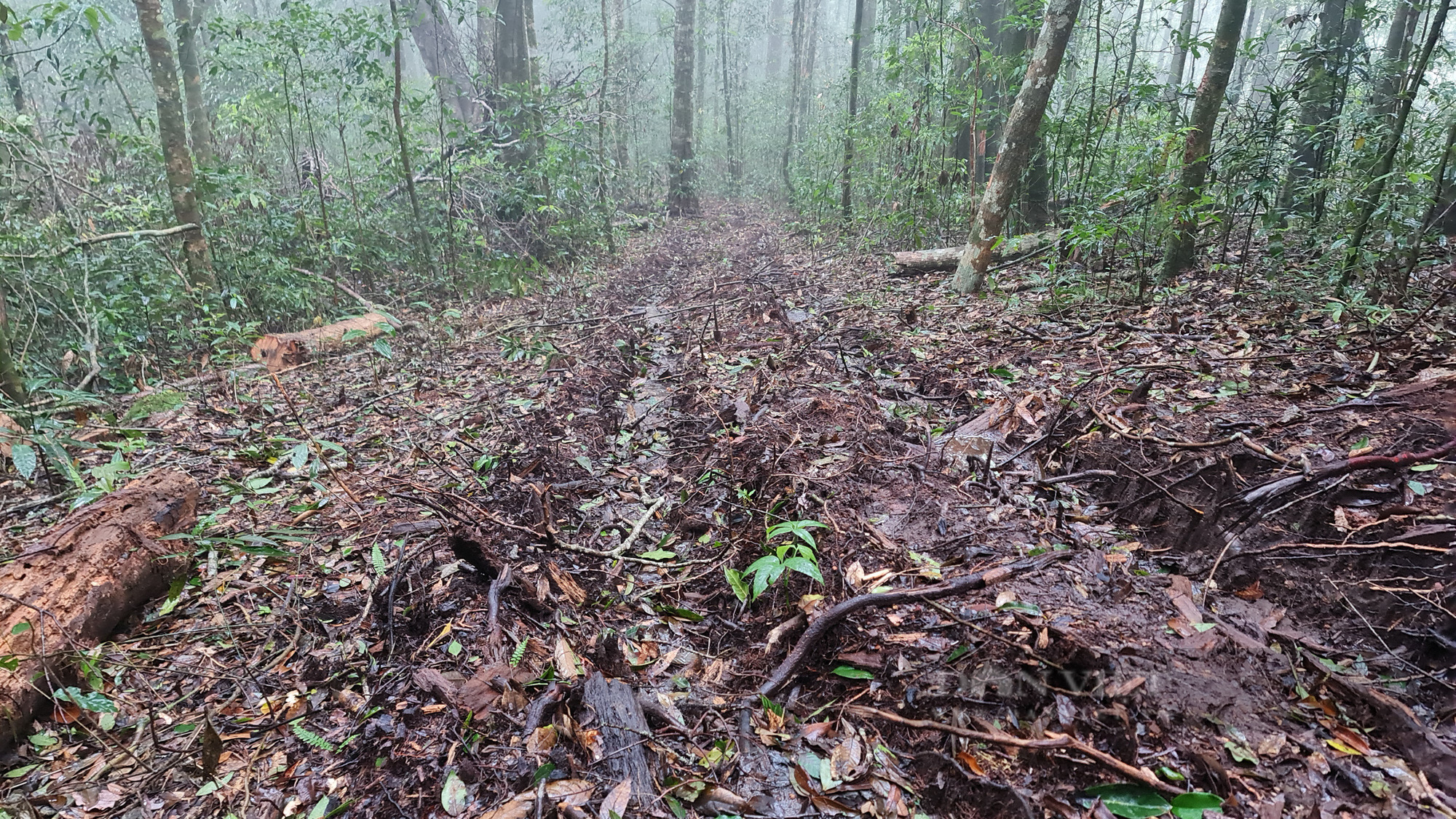 Lâm Đồng: Hiện trường vụ “tàn sát” rừng dổi tự nhiên ở khu vực giáp ranh của 3 huyện - Ảnh 3.