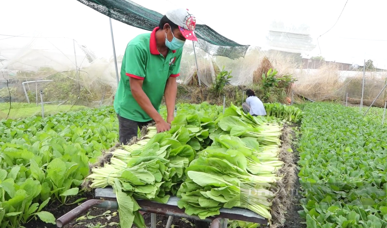 Thanh niên xông pha giúp nông dân vùng phong tỏa “giải phóng” rau củ - Ảnh 2.