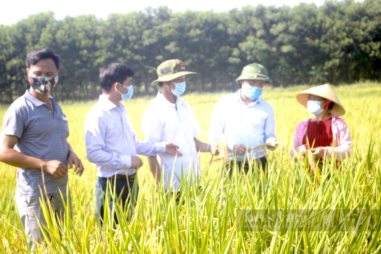 Những nông dân “bám đất, bám ruộng” làm giàu trong dịch Covi-19 ở Thanh Hoá - Ảnh 1.