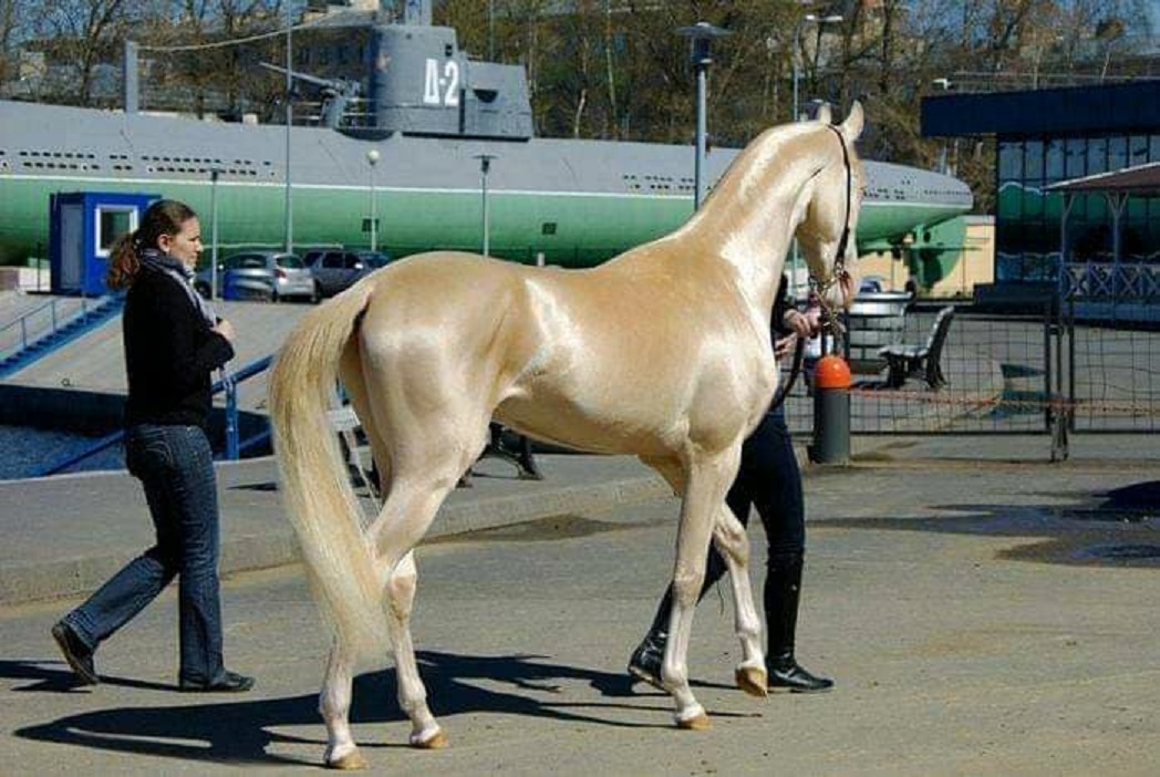 Trung Quốc: Bỏ 300 triệu USD mua ngựa quý huyền thoại &quot;mồ hôi như máu&quot; - Ảnh 1.