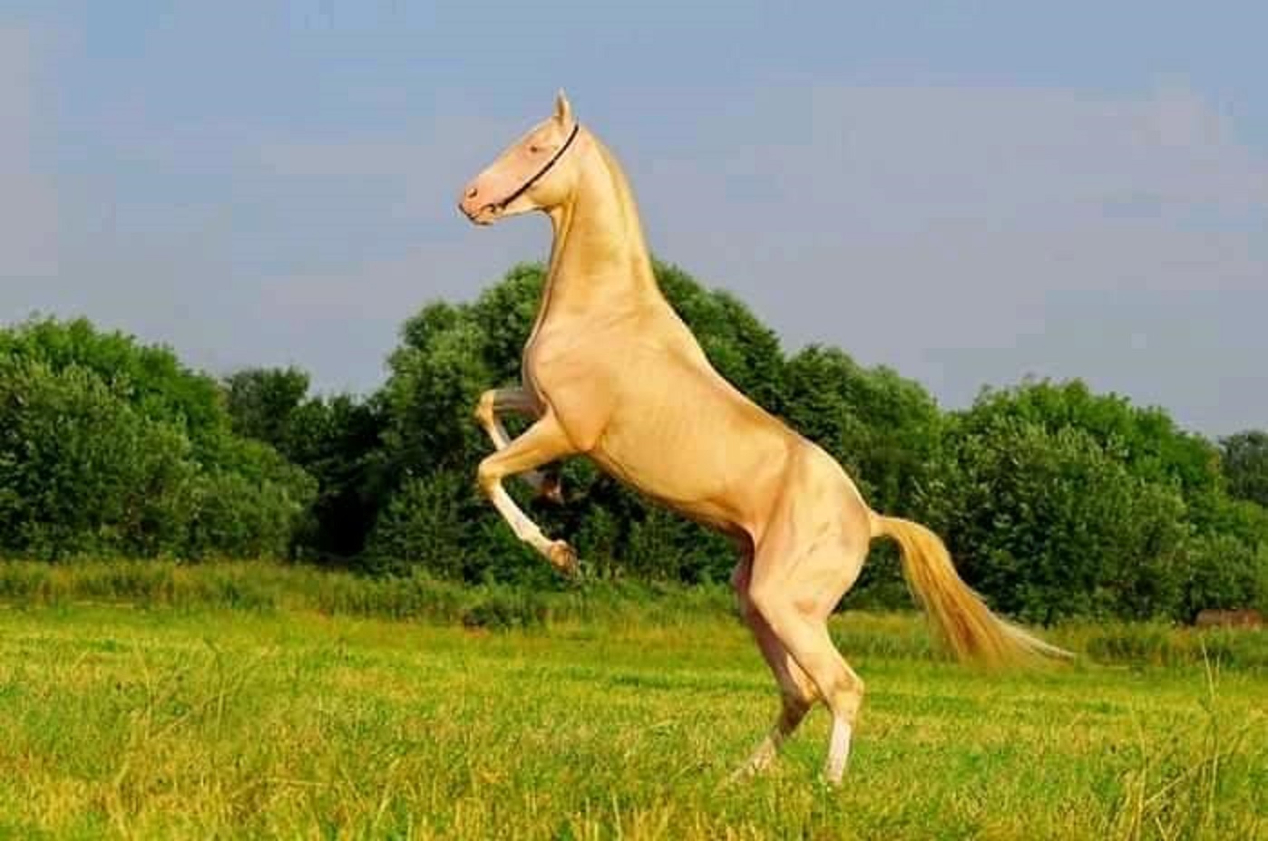 Trung Quốc: Bỏ 300 triệu USD mua ngựa quý huyền thoại &quot;mồ hôi như máu&quot; - Ảnh 2.