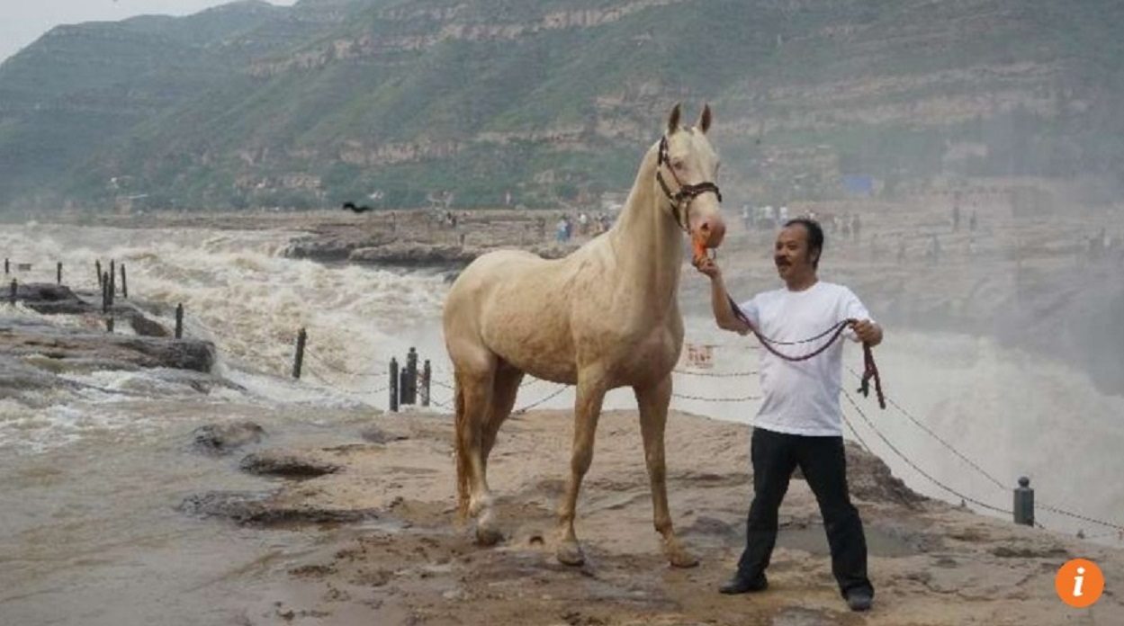 Trung Quốc: Bỏ 300 triệu USD mua ngựa quý huyền thoại &quot;mồ hôi như máu&quot; - Ảnh 3.
