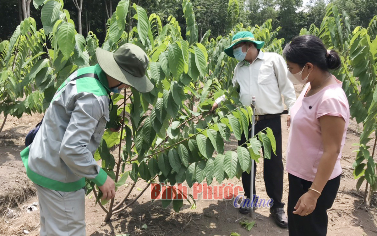 Bình Phước: Trồng thứ mãng cầu tốt um tùm, lá to trái cũng to, nông dân khá giả - Ảnh 2.