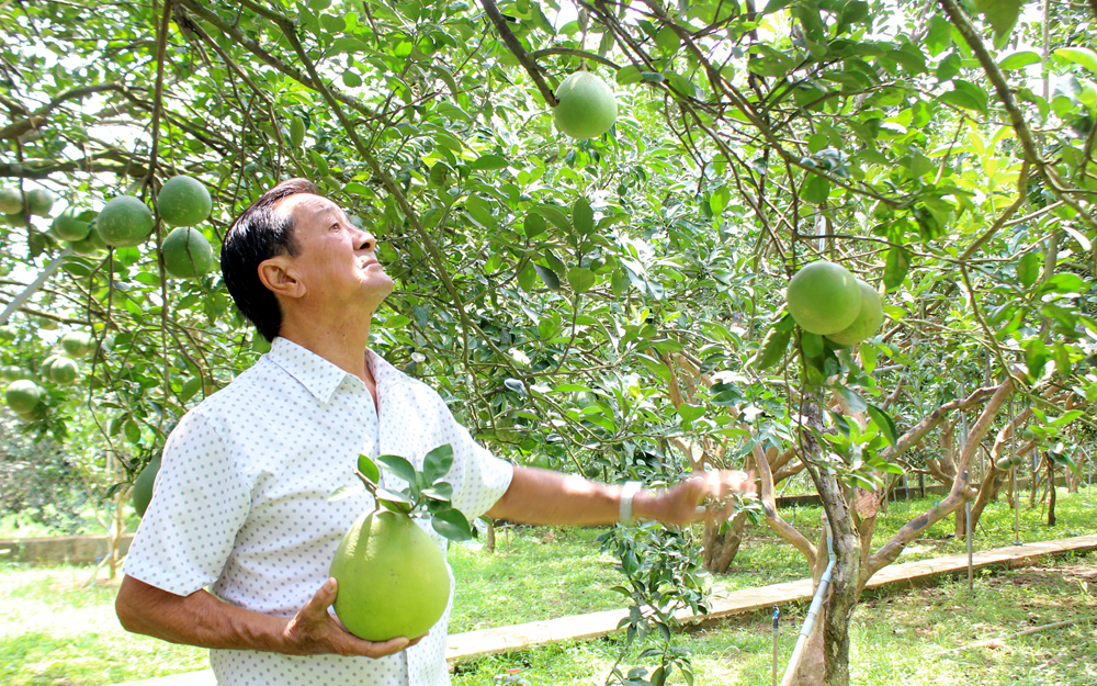 Dịch Covid-19: Bưởi da xanh rớt giá, bưởi đặc sản cũng chung số phận, Hội Nông dân vào cuộc hỗ trợ nông dân