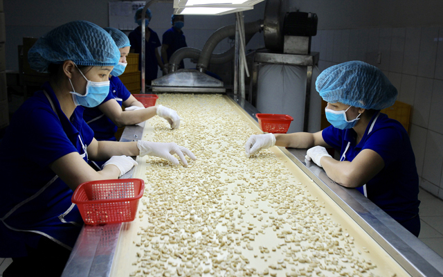Công nhân chế biến hạt điều ở một doanh nghiệp tại Bình Phước. (Ảnh: Vinacas)