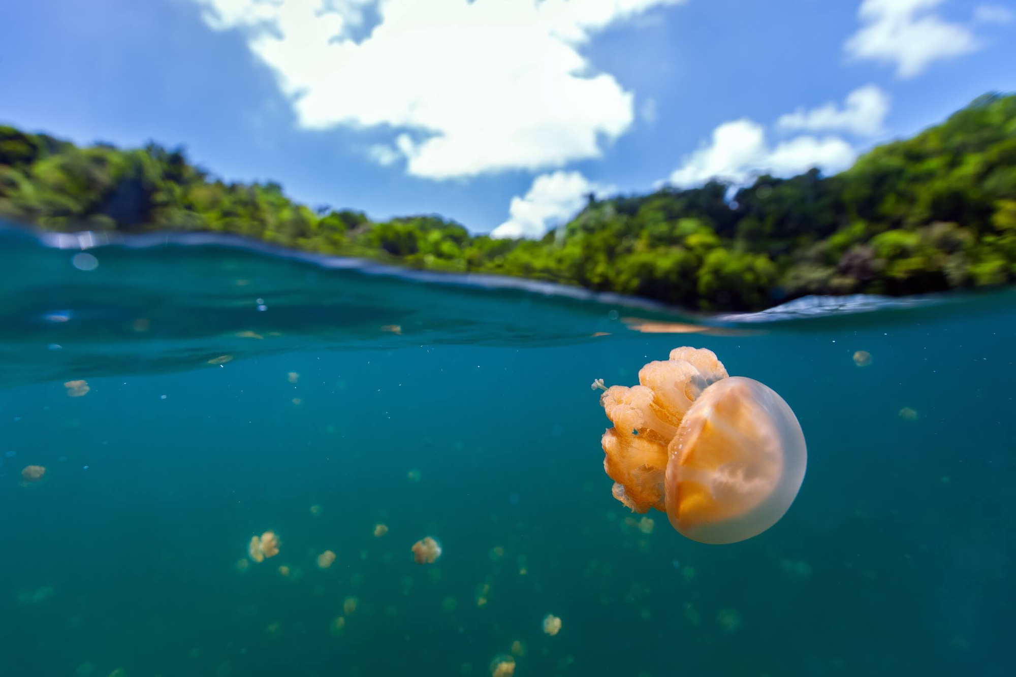 Rùng mình hồ chứa hàng triệu con sứa nhưng khách du lịch vẫn thích mê - Ảnh 1.