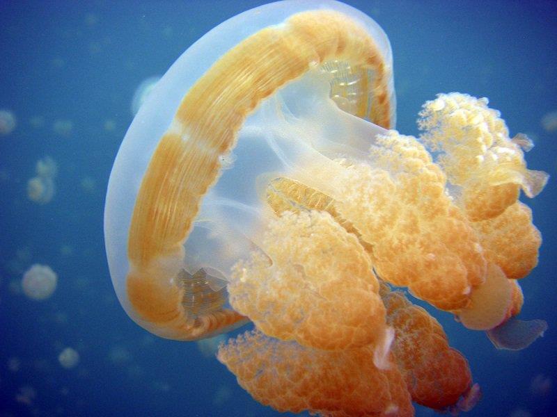 Rùng mình hồ chứa hàng triệu con sứa nhưng khách du lịch vẫn thích mê - Ảnh 4.