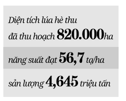 Tiêu thụ lúa gạo tại ĐBSCL: Coi trọng, quan tâm tới thương lái - Ảnh 2.