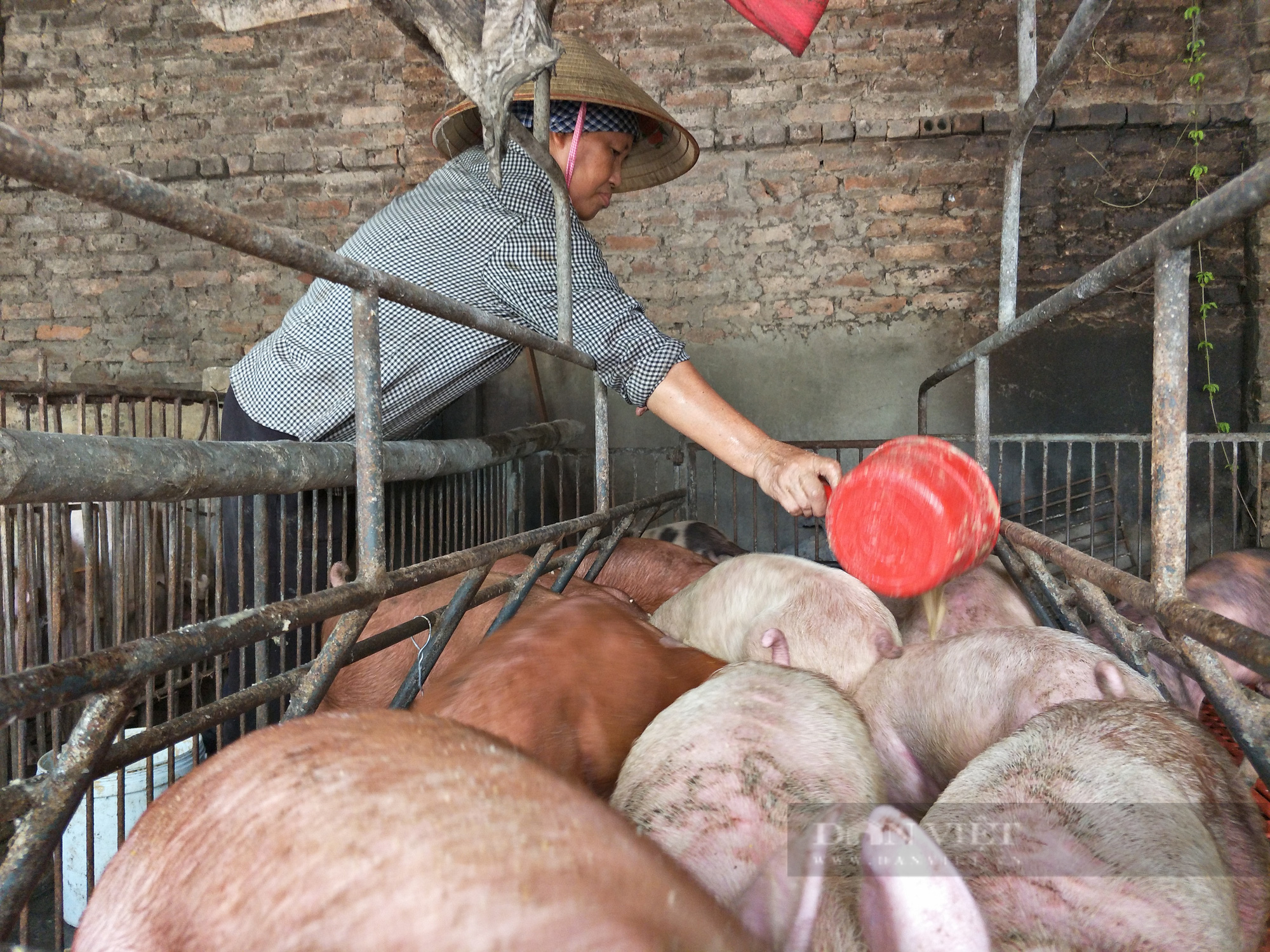 Giá heo hơi hôm nay 2/8: Giá lợn hơi có nơi đạt gần 70.000 đồng/kg, nhiều trang trại vẫn có lãi khá - Ảnh 2.