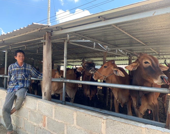 Bình Thuận: Anh nông dân nuôi bò lai 3B đẹp như tranh vẽ nhờ vay vốn từ Quỹ Hỗ trợ nông - Ảnh 1.