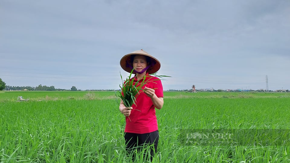 Hải Phòng: Người “tiếp lửa” trên cánh đồng lúa - Ảnh 1.