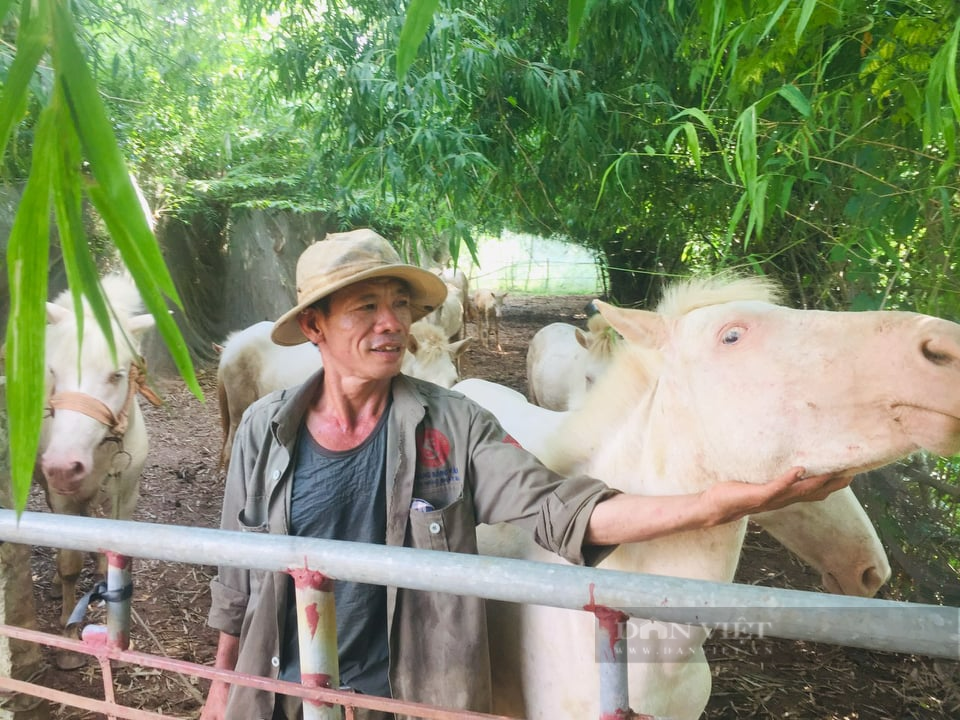 Hải Dương: Chuyển từ  nuôi trâu bò sang ngựa bạch mắt đỏ, nông dân thu hàng trăm triệu mỗi năm - Ảnh 2.