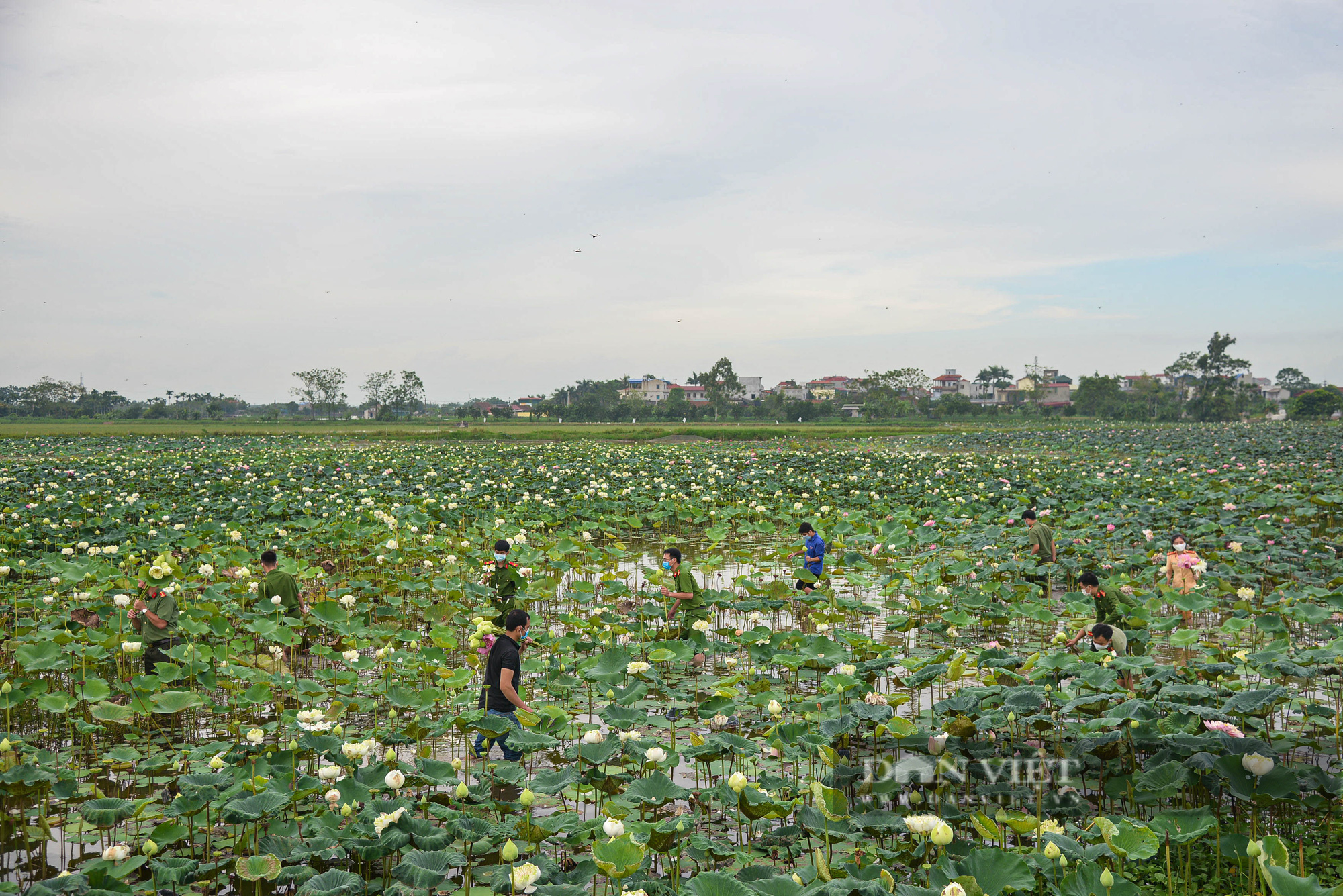Công an huyện Ứng Hòa giúp dân thu hoạch và vận chuyển sen trong đại dịch Covid-19 - Ảnh 1.
