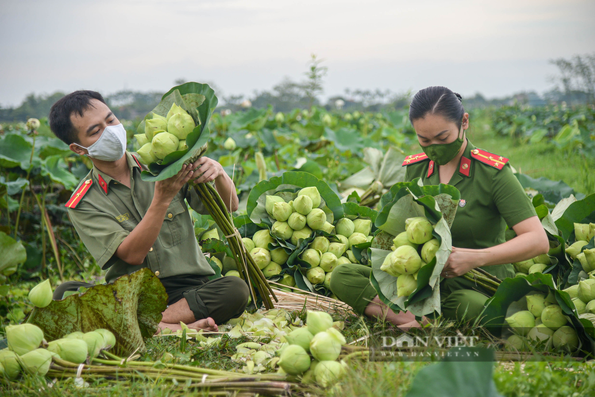 Công an huyện Ứng Hòa giúp dân thu hoạch và vận chuyển sen trong đại dịch Covid-19 - Ảnh 9.