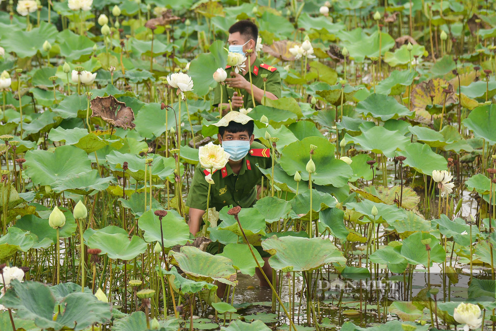 Công an huyện Ứng Hòa giúp dân thu hoạch và vận chuyển sen trong đại dịch Covid-19 - Ảnh 3.