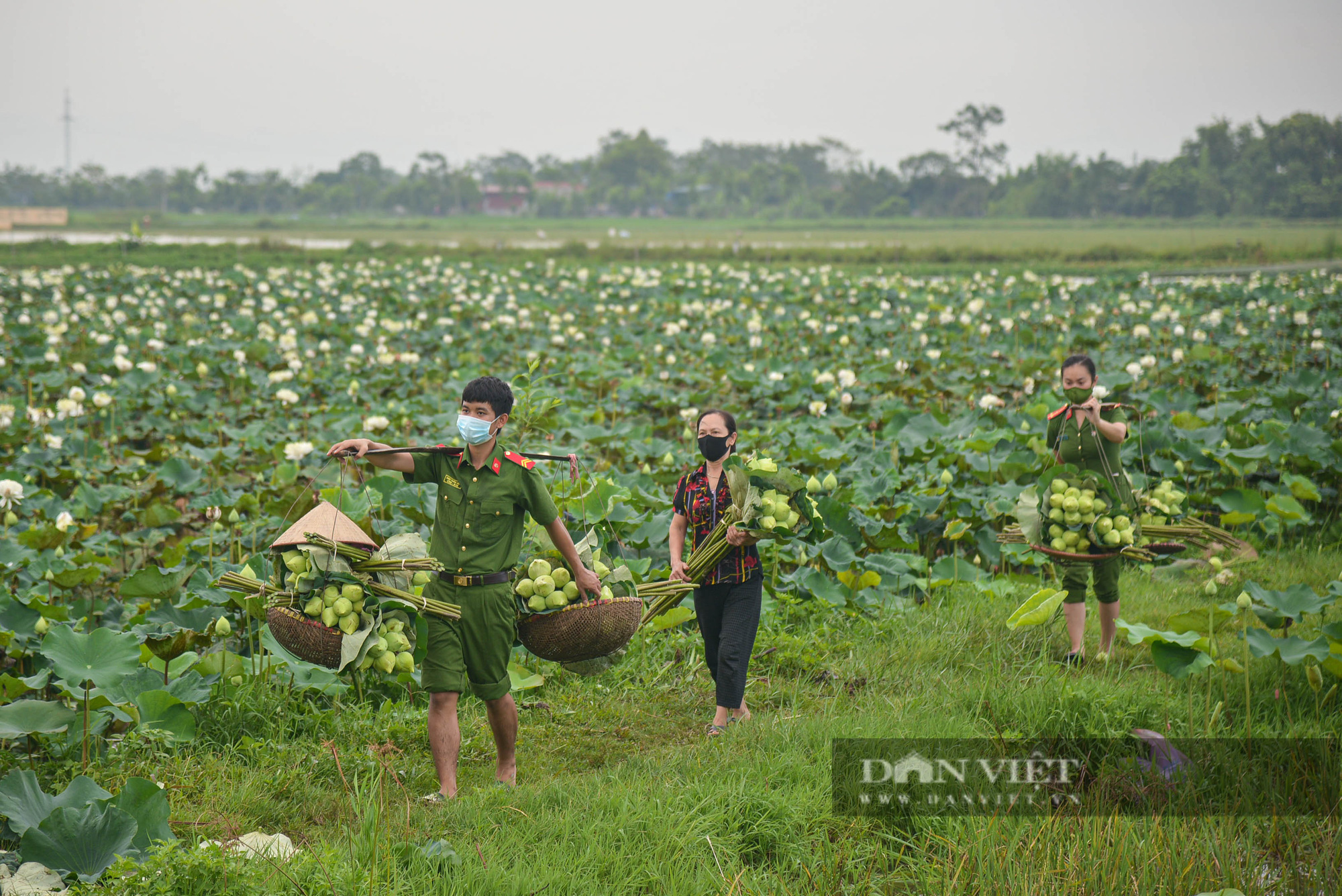 Công an huyện Ứng Hòa giúp dân thu hoạch và vận chuyển sen trong đại dịch Covid-19 - Ảnh 4.