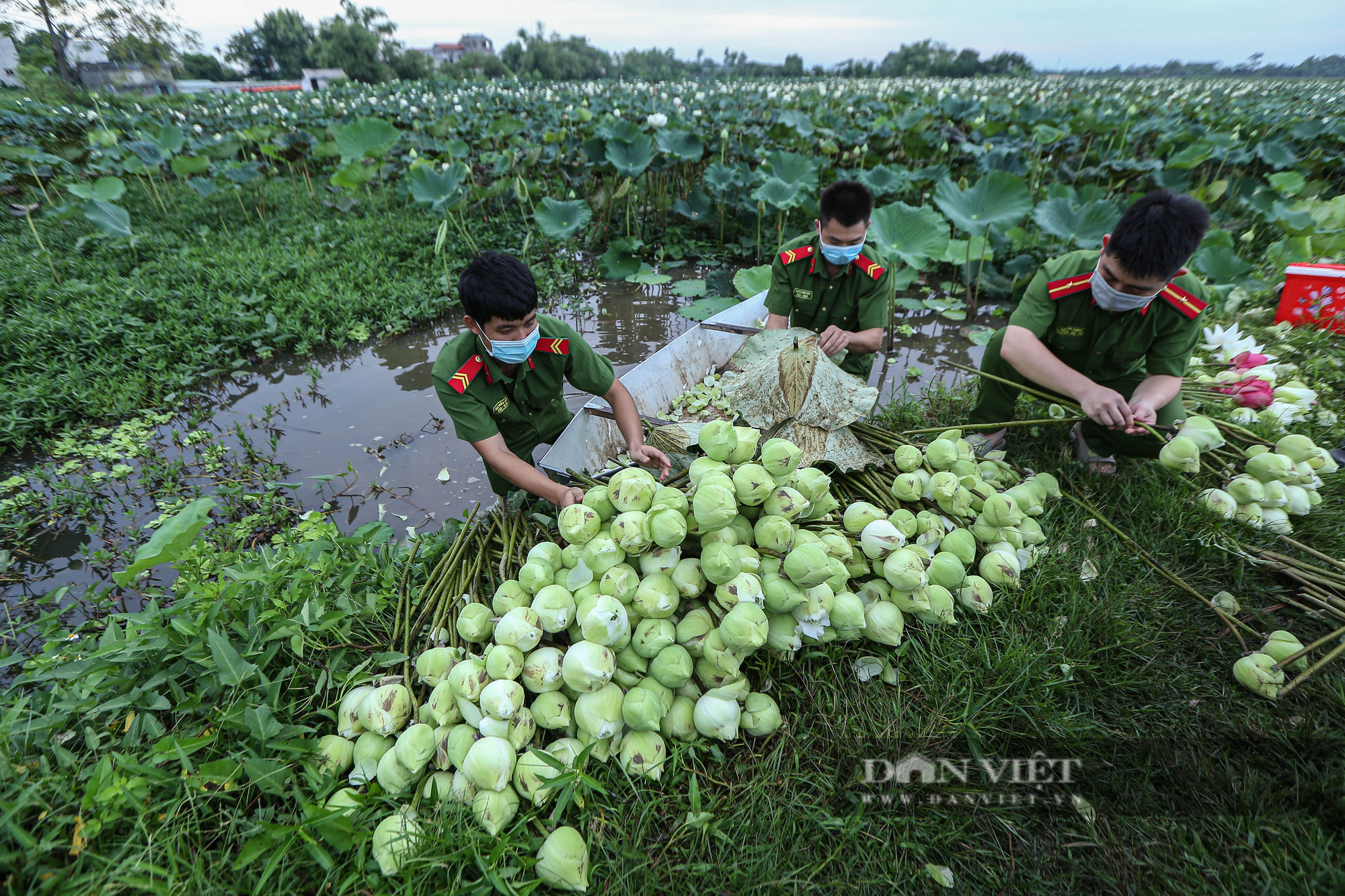 Công an huyện Ứng Hòa giúp dân thu hoạch và vận chuyển sen trong đại dịch Covid-19 - Ảnh 5.