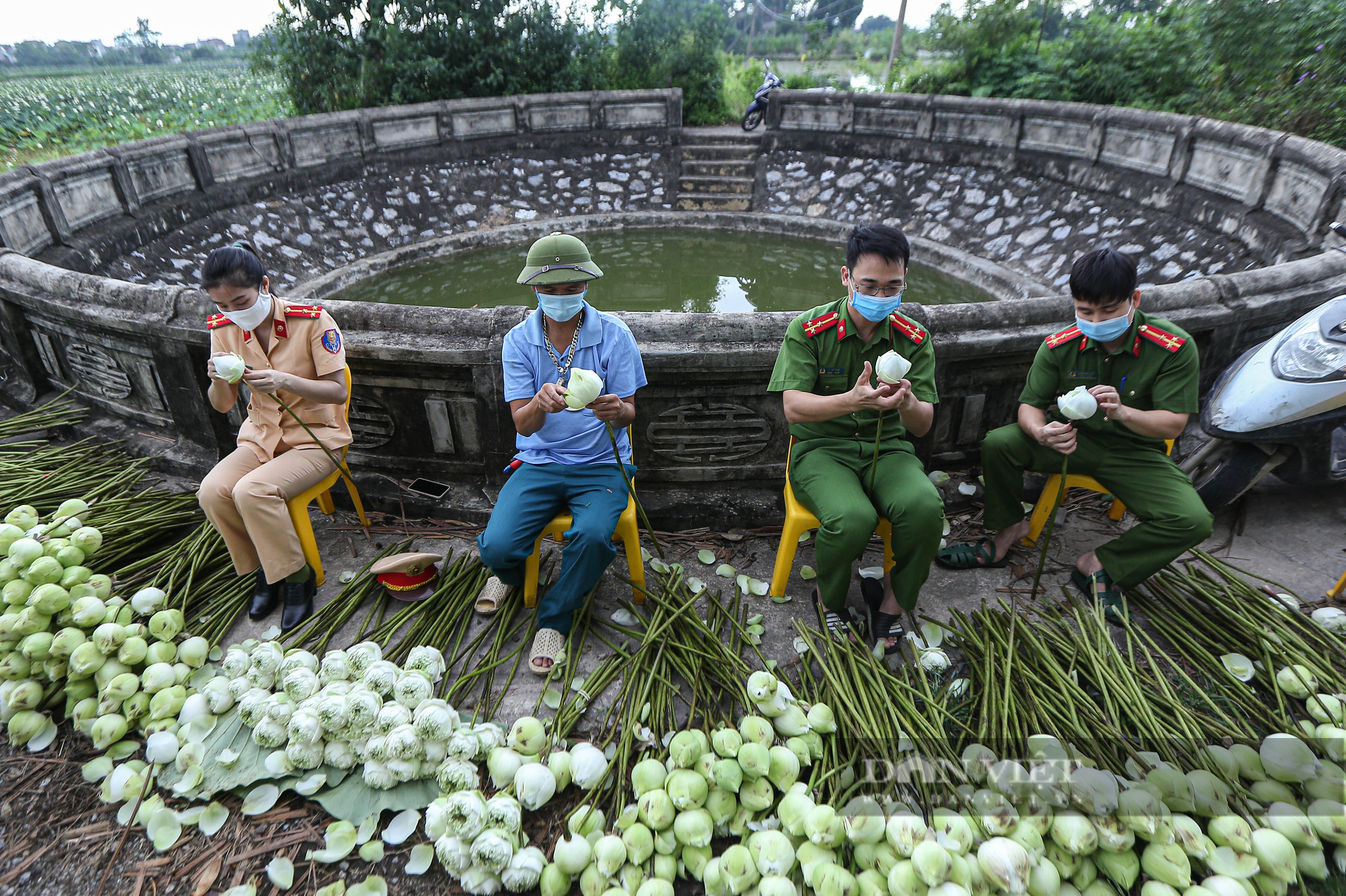 Công an huyện Ứng Hòa giúp dân thu hoạch và vận chuyển sen trong đại dịch Covid-19 - Ảnh 7.