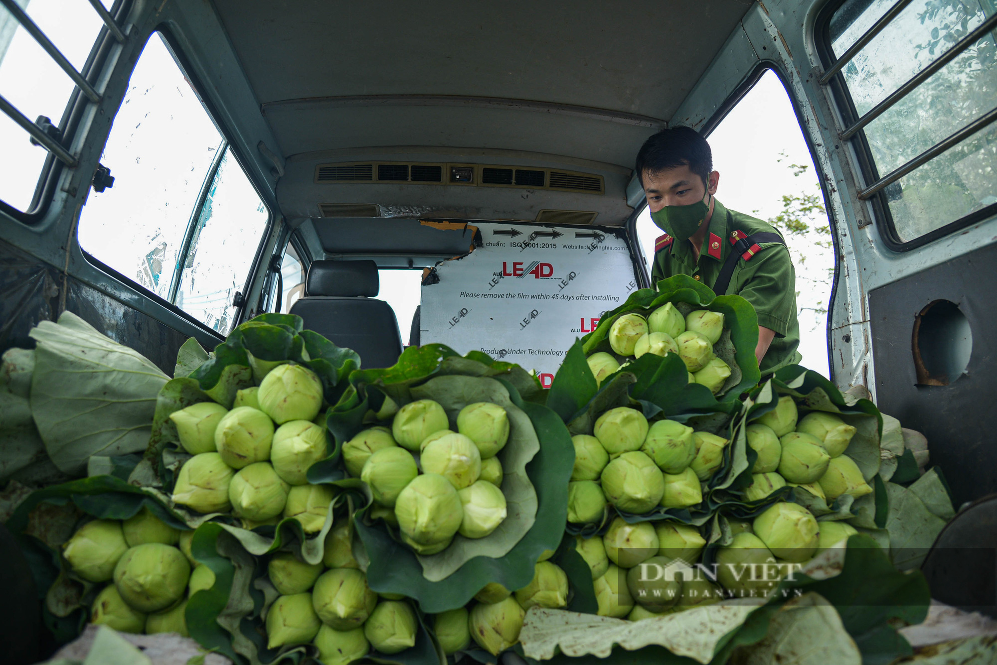 Công an huyện Ứng Hòa giúp dân thu hoạch và vận chuyển sen trong đại dịch Covid-19 - Ảnh 11.
