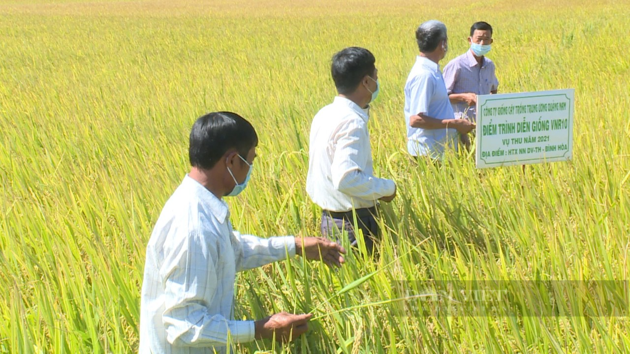 Bình Định: Ngỡ ngàng với giống lúa “siêu” năng suất, sạch sâu bệnh của Vinaseed Group - Ảnh 2.