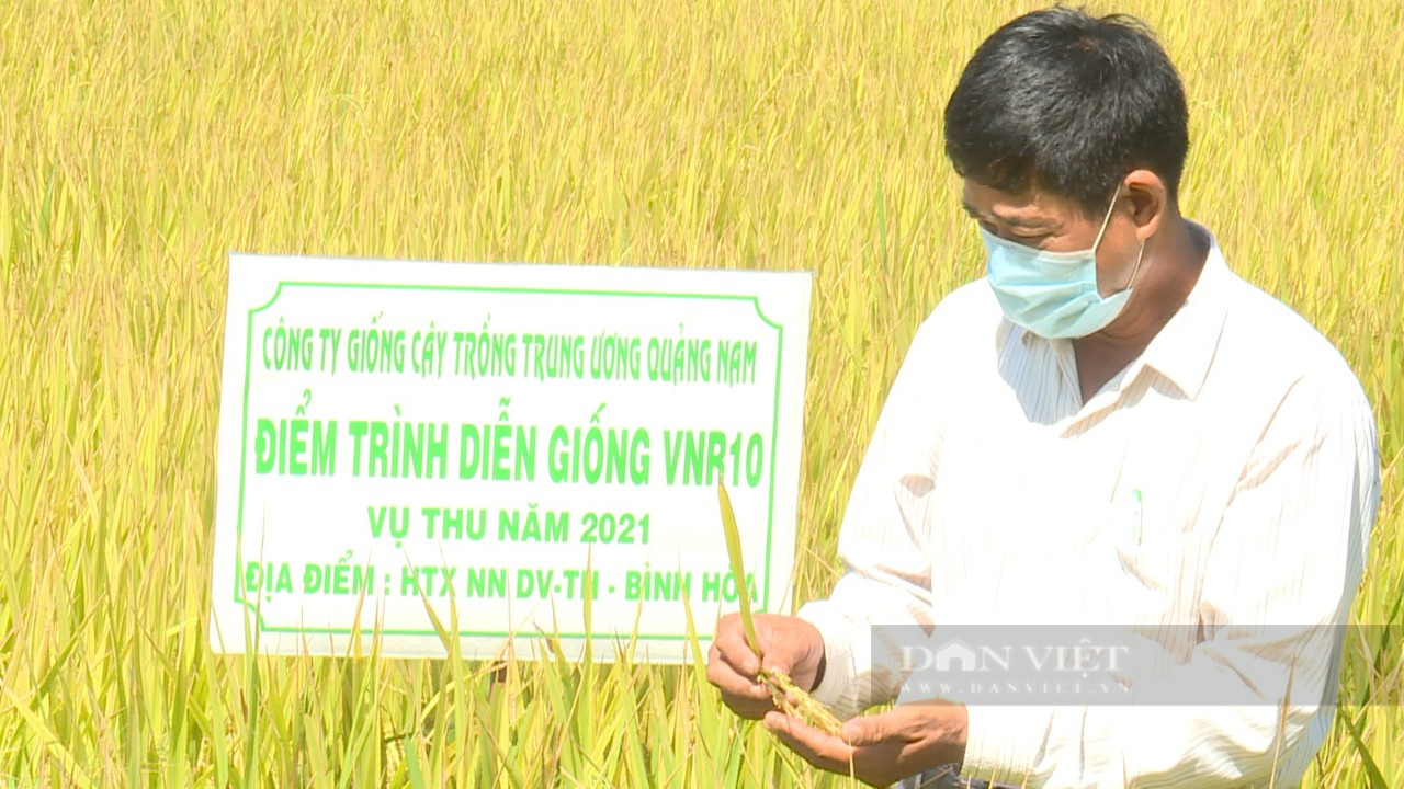 Bình Định: Ngỡ ngàng với giống lúa “siêu” năng suất, sạch sâu bệnh của Vinaseed Group - Ảnh 3.