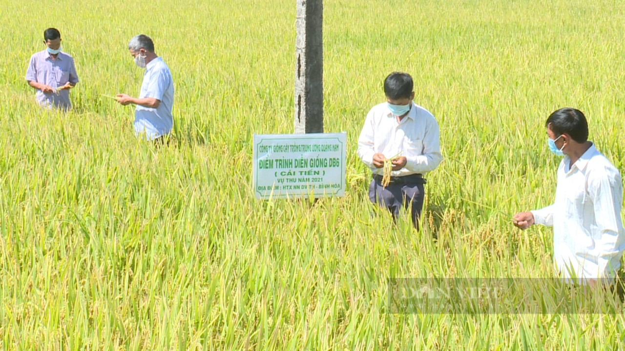 Bình Định: Ngỡ ngàng với giống lúa “siêu” năng suất, sạch sâu bệnh của Vinaseed Group - Ảnh 4.